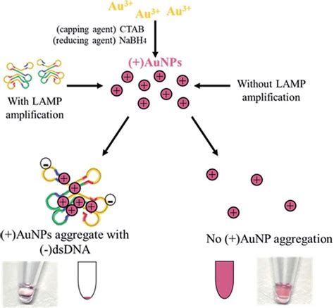 Development and evaluation of a colorimetric LAMP.